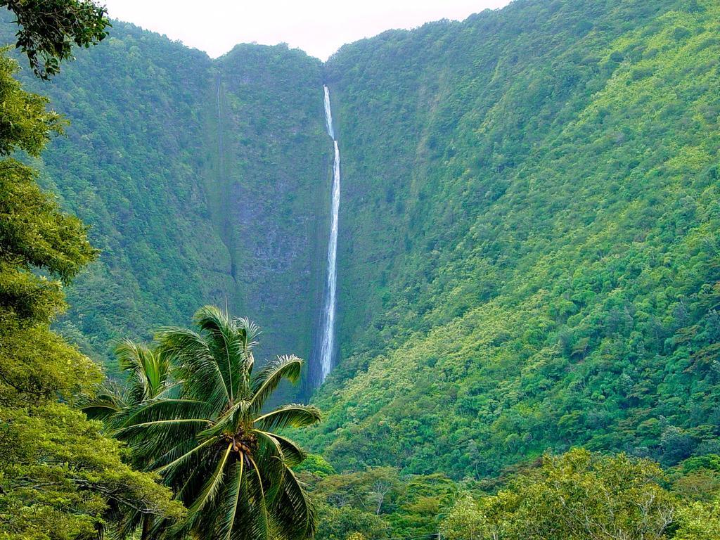 Hale “ha Ha” Pahoa
